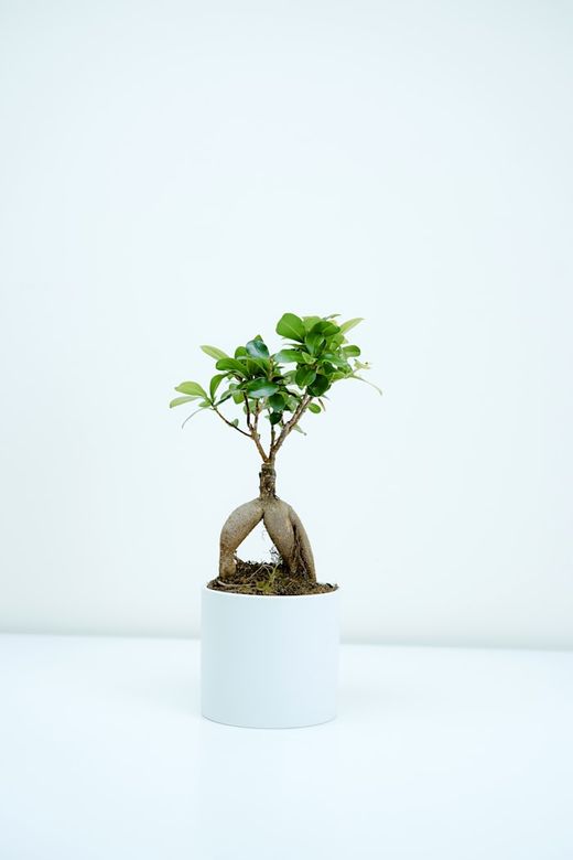 Camera pointed at a potted plant